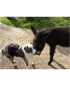 Dog’âne – Savon Naturel pour Animaux au Lait d’Ânesse Bio 30 % | La Savonnière du Moulin