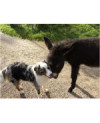 Dog’âne – Savon Naturel pour Animaux au Lait d’Ânesse Bio 30 % | La Savonnière du Moulin